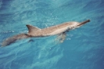 Dolfijn mauritius.jpg